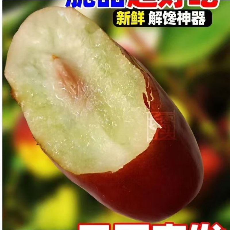 顺丰速运宁夏灵武长枣新鲜采摘皮薄肉厚脆甜多汁长枣水果