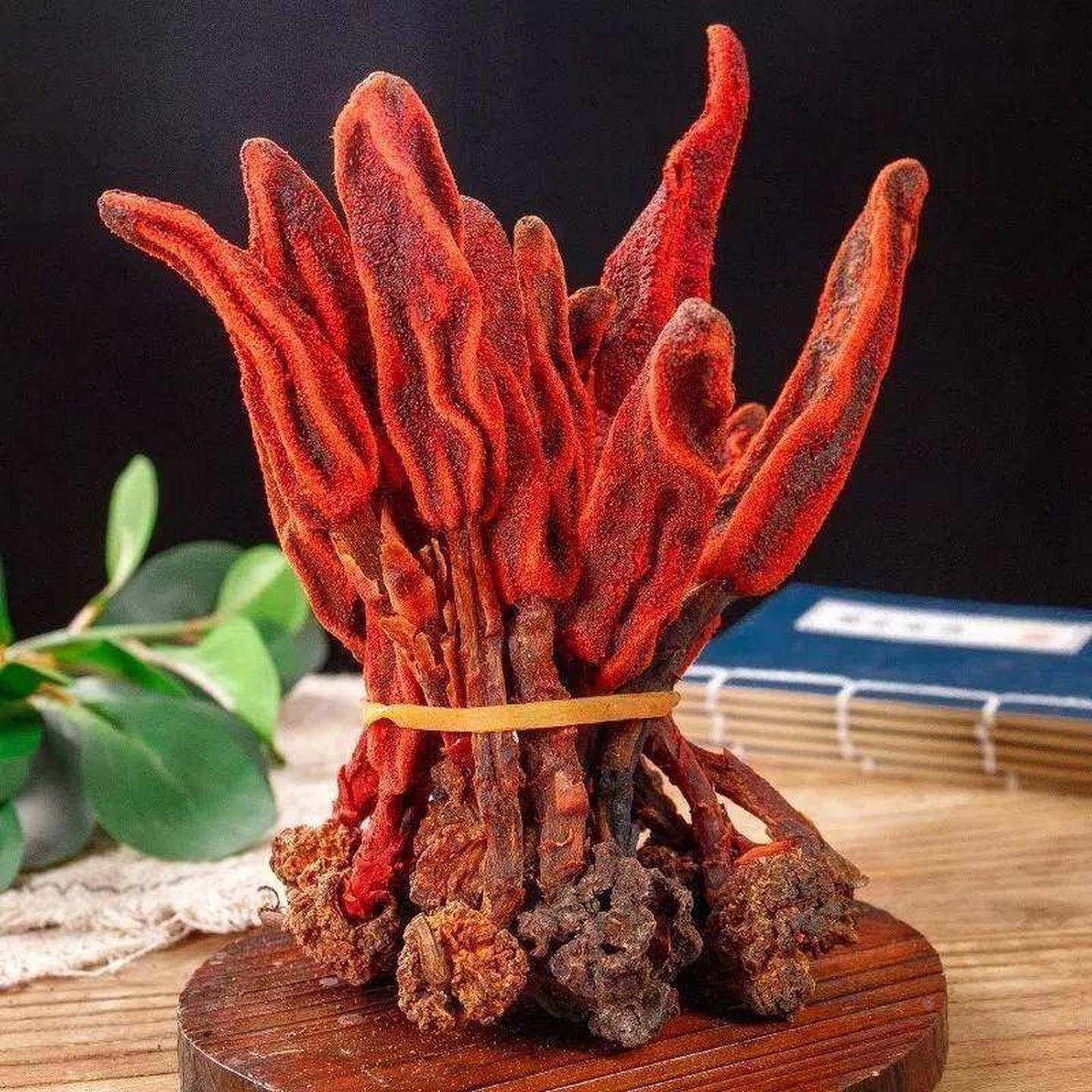 回春草泡茶酒男性顶天柱不老草云南野生整根回春草草苁蓉500g滋补