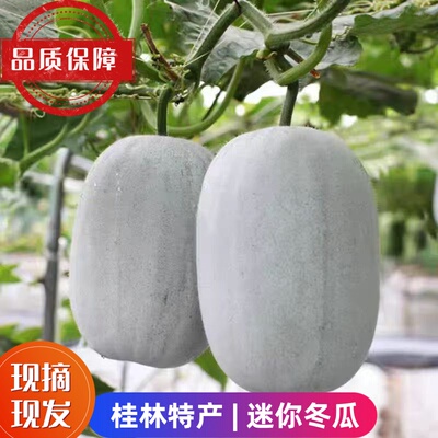 迷你小冬瓜新鲜现摘小香冬瓜当季农家时蔬菜挂霜节毛水果东瓜9斤