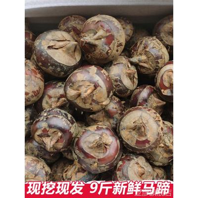 正宗广西新鲜马蹄荸荠中果当季现挖脆地栗农家特产水果即食饽荠带