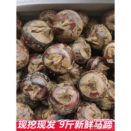 正宗广西新鲜马蹄荸荠中果当季现挖脆地栗农家特产水果即食饽荠带
