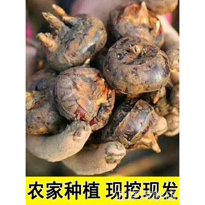 正宗现挖马蹄当季整箱荸荠5斤新鲜水果农家蔬菜脆甜地梨小果饽荠