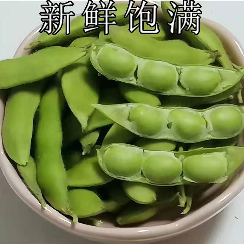 新鲜毛豆带壳现摘农家自种蔬菜生毛豆嫩毛豆角青豆可卤煮凉拌