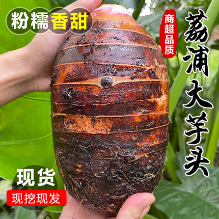 广西荔浦大芋头新鲜现挖粉糯香芋槟榔芋头旗舰现挖毛芋艿商用批发