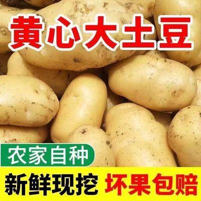 正宗黄皮黄心洋芋新鲜土豆贵州威宁马铃薯现挖大士豆粉糯面香蔬菜