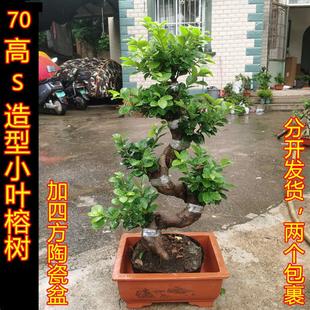 中华榕摇钱树绿植盆栽老桩小叶榕树盆景植物室外阳台榕树金钱榕