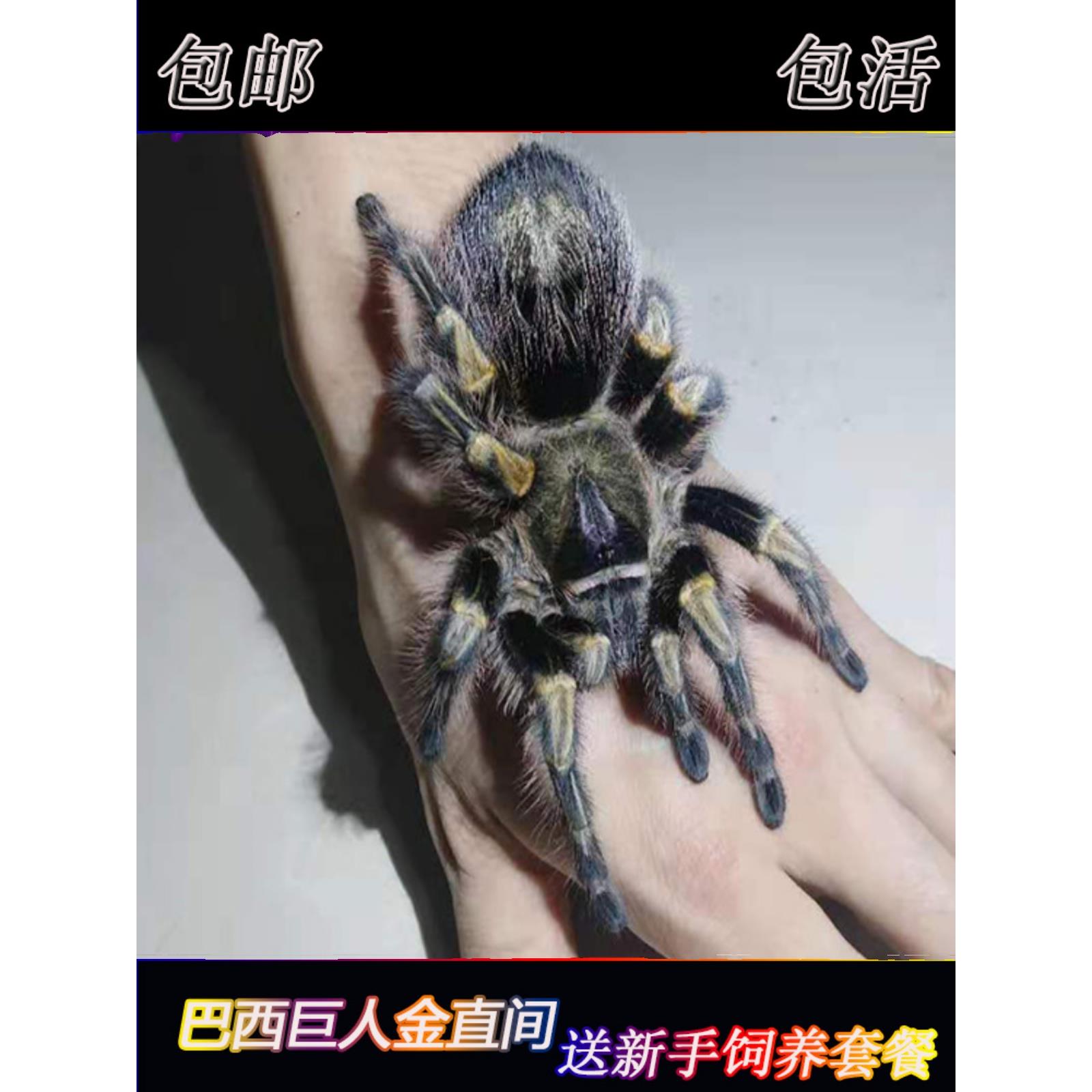 蜘蛛宠物新手无毒活体活物可爱巴西所罗门入门好养活大型温顺爬宠