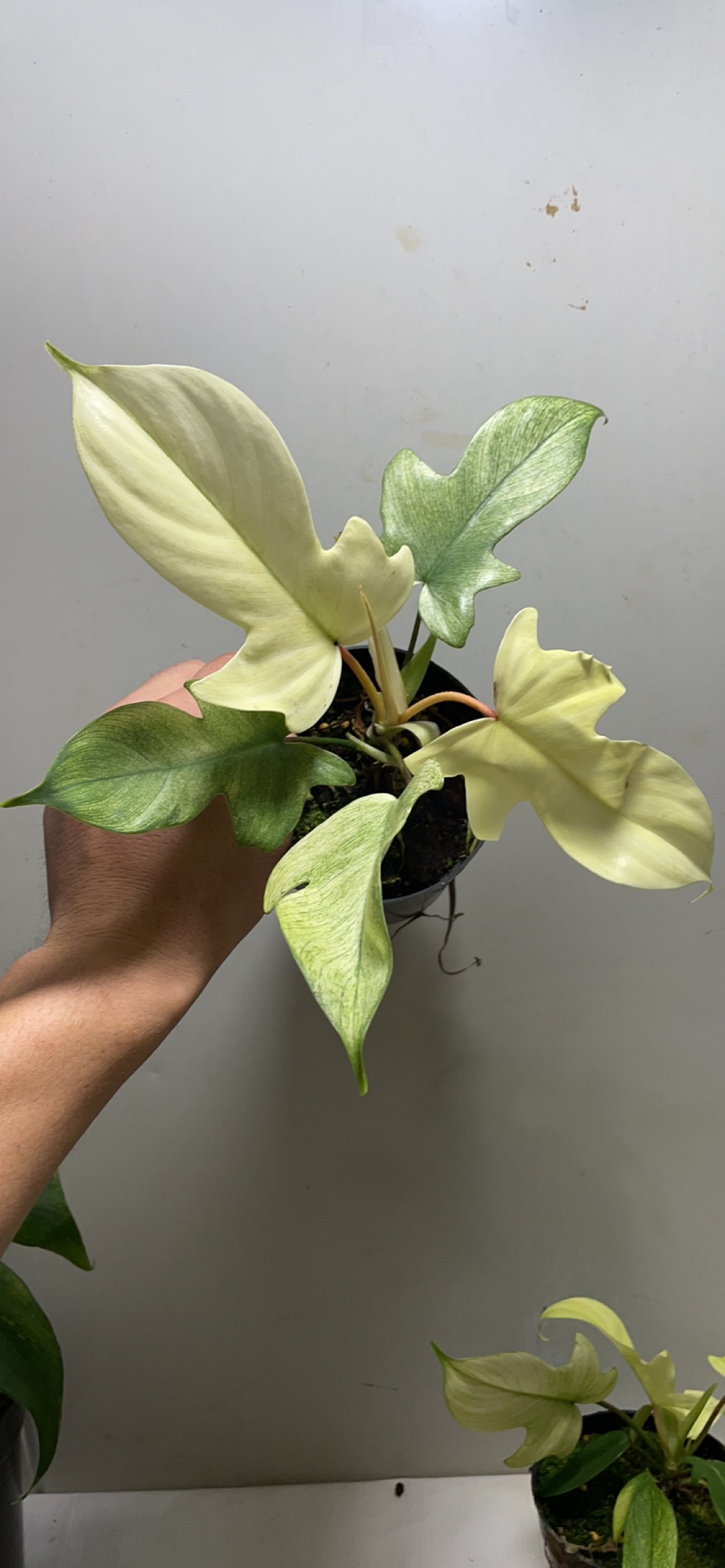 佛罗里达美人幽灵蔓绿绒飞机蔓绿绒philodendron florid