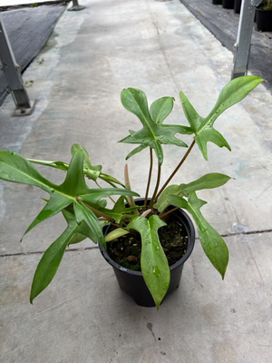 69686蔓绿绒Philodendron快乐小手蔓绿绒原种进口墨西哥蔓绿绒ins