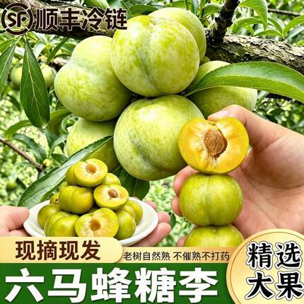 贵州镇宁六马蜂糖李 冷链整车配货商超团购货源 新鲜采摘应季水果