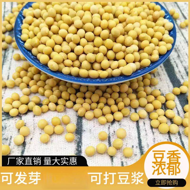 黄豆豆浆打干货大豆芽黄豆整箱发货豆发芽新黄豆生黄豆芽