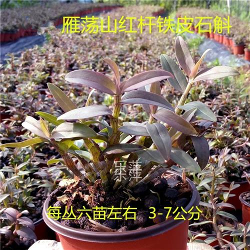 雁荡山红杆石斛苗铁皮枫斗种苗绿植花卉盆栽2年驯化苗满包邮