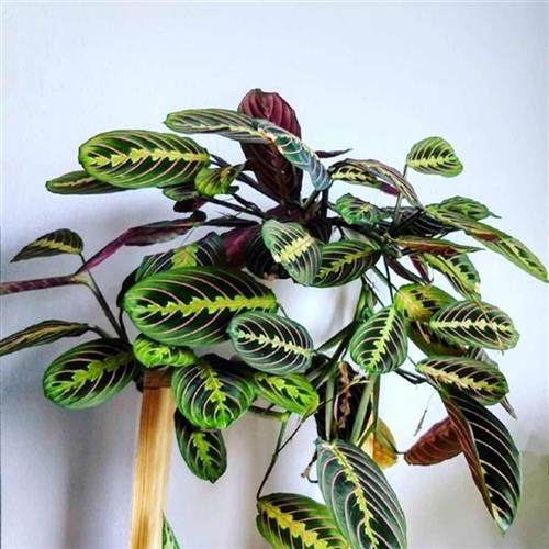 红脉叶蝉 豹斑叶蝉竹芋 红蜻蜓竹芋垂吊盆栽喜阳耐荫水培绿植观叶