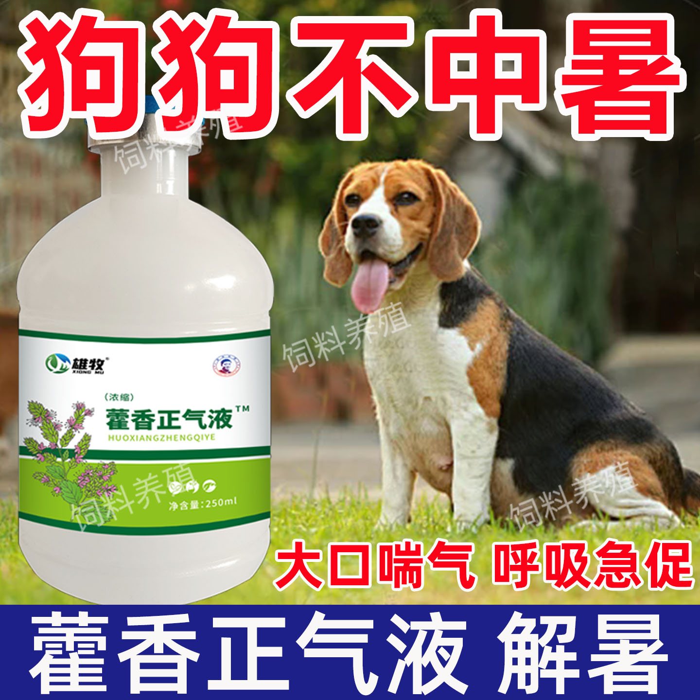 藿香正气液猫咪狗狗防中暑抗热应激调理肠胃成幼犬降温解暑冰爽vc