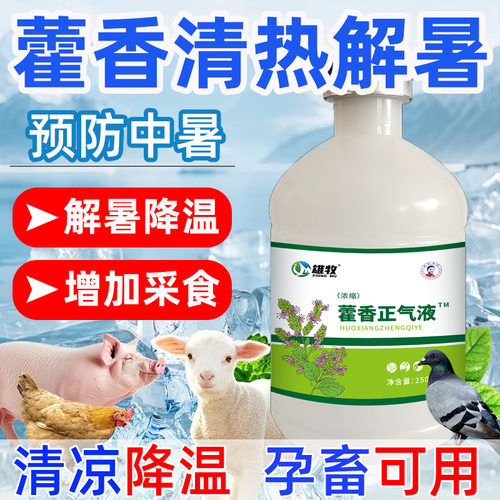 藿香水兽用藿香正气液鸡用猪牛羊鸡鸭鹅清凉解暑宝冰爽防中暑采食