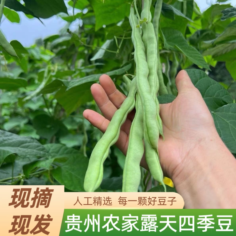 正宗贵州农家四季豆棒豆