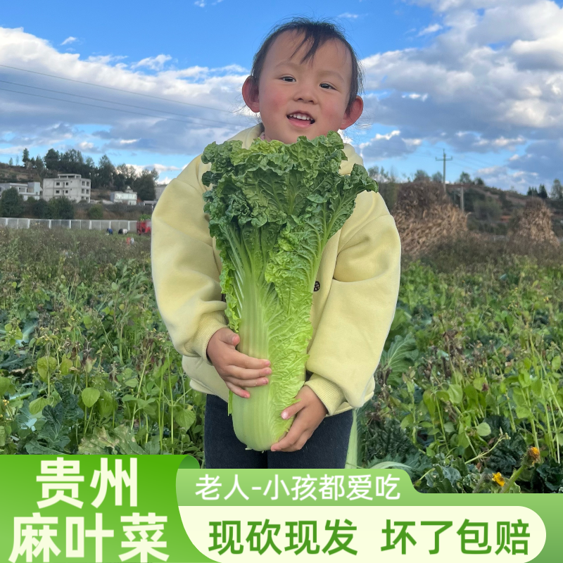 贵州青口白菜露天种植新鲜蔬菜