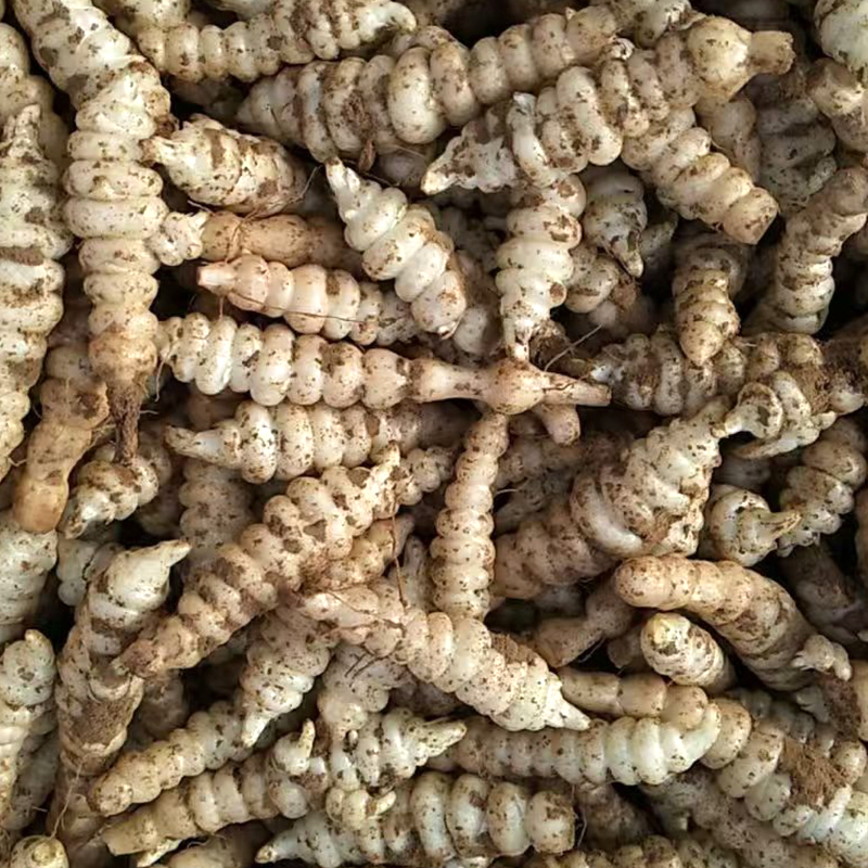 陕西现挖宝塔菜地环新鲜螺丝菜地葫芦小地雷菜地牯牛地梨儿地溜子