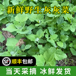 陕西野生灰灰菜新鲜现挖灰灰菜农家时令当季野生绿叶菜现摘现发