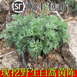野生新鲜茵陈现挖现发农家绵茵陈山茵陈正品野菜白蒿食用嫩芽泡水