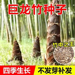 大型巨龙竹种子竹笋苗四季户外庭院园林种植可食用竹种籽新种优种