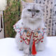 猫咪汉服配饰云肩红色醒狮刺绣宠物围巾古风搭配狗狗围兜吊坠围脖