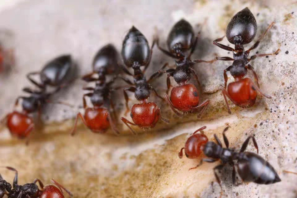 Буроголовый муравей-подтяжечник Crematogaster scutellaris - домашний живой муравей, новинка 2024 года Изображение 1
