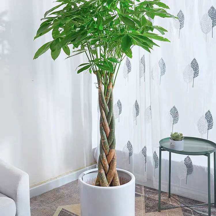 落地幸福树大型内盆栽装饰摇钱树真办公室招财发财树绿植盆景客厅