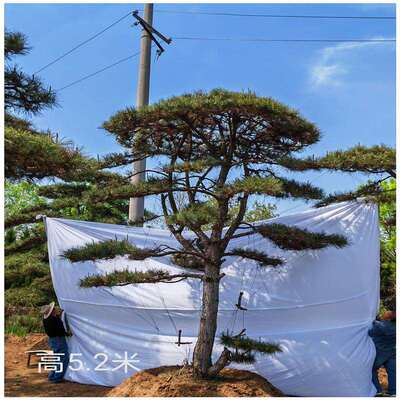 2米造型油松价格树形优美枝叶茂密3米造型油松