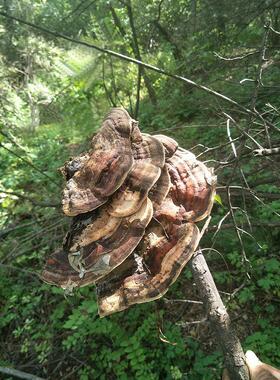 槐耳深菌山采摘25VXZ0克新货槐生娥槐孔槐菌槐灵芝干品整枝栓煮