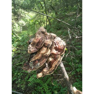 槐耳深菌山采摘25VXZ0克新货槐生娥槐孔槐菌槐灵芝干品整枝栓煮