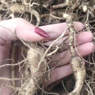 东北林下参参2山参野生山参纯人正林NFK下5人参年30年