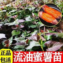 山东蜜薯苗秧红薯秧苗烟薯25号苗西瓜红苗黄心板栗薯苗紫薯地瓜苗