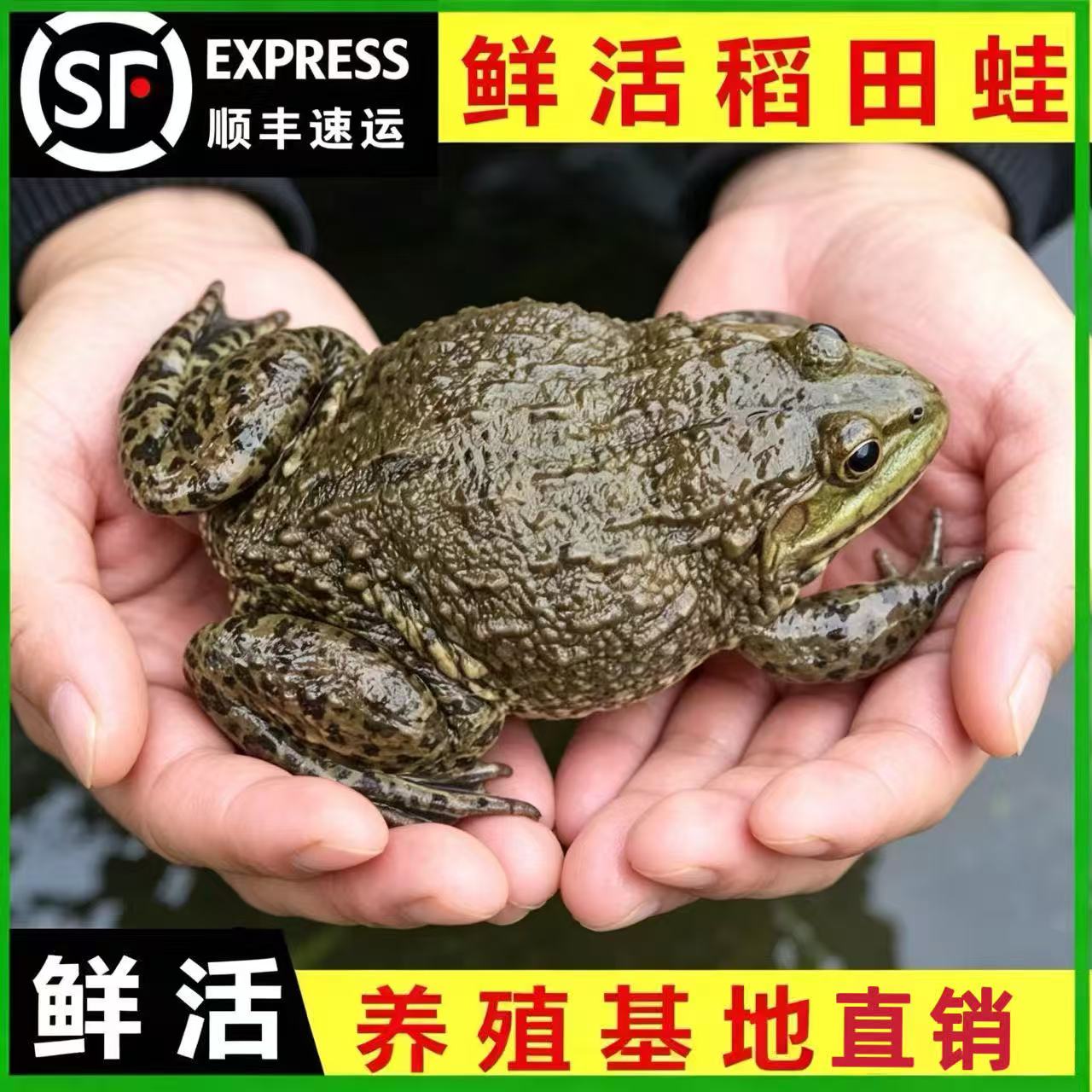 顺丰速运活体青蛙肉非牛蛙田鸡