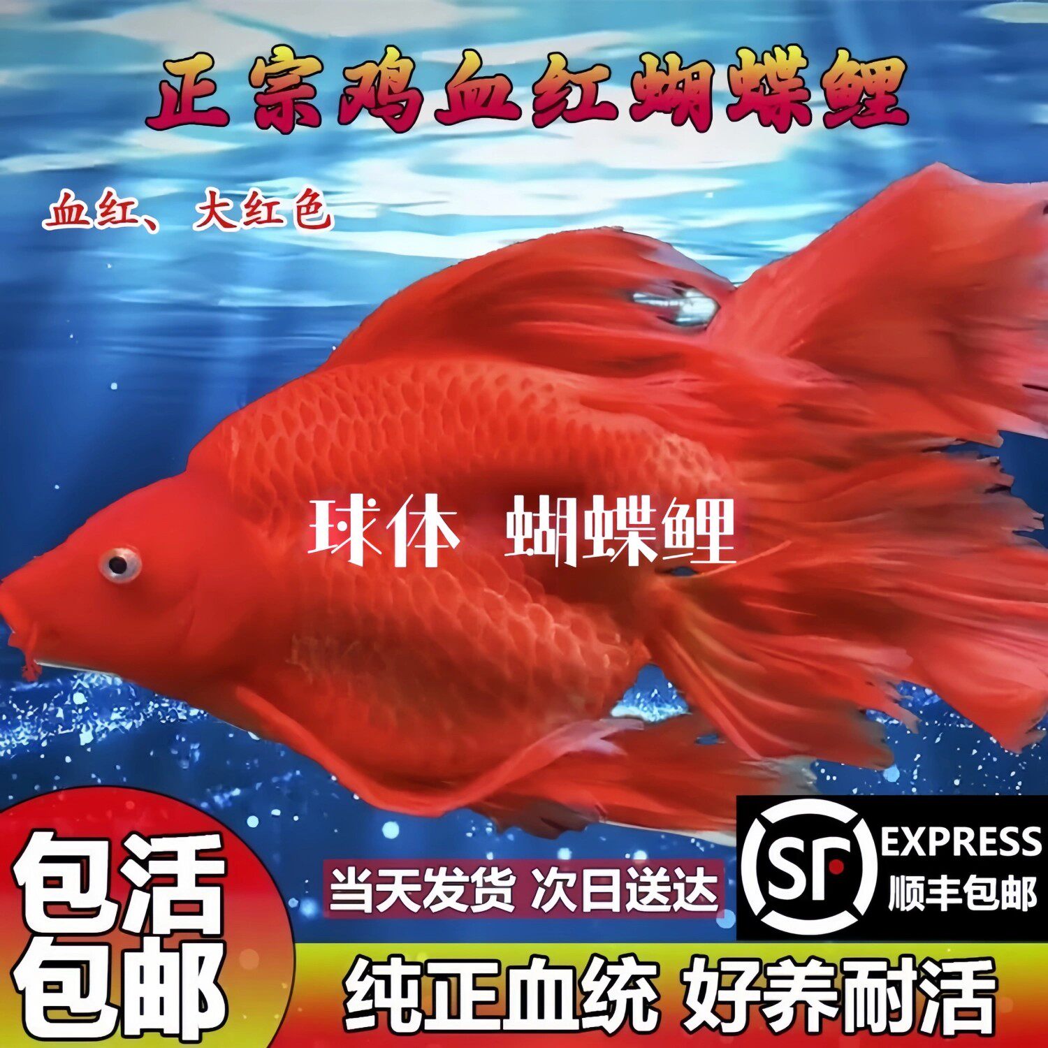鸡血红高背球体蝴蝶鲤冷水鱼淡水观赏鱼黑彗星蝴蝶鲤活鱼好养耐活