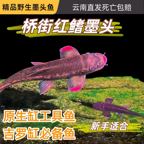 红鳍桥街墨头鱼活体除藻观赏鱼