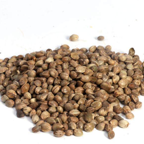 火麻仁 纯麻子麻籽火麻籽 火麻子 材 1000g克