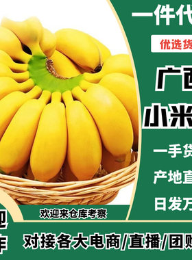 广西小米蕉香蕉批发整箱芭蕉非粉蕉海南皇帝蕉贸易包邮青蕉发货