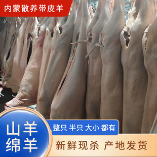 带皮山羊 带皮绵羊内蒙草原羊新鲜现杀产地发货整只半只分割批发
