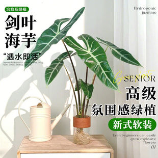 2026新款水培大仙女银脉剑叶海芋绿植室内客厅养植好打理