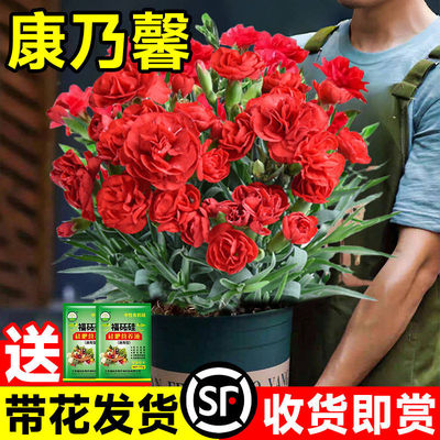 康乃馨盆栽带花苞母亲节鲜花石竹大花苗花卉室内绿植四季水培植物