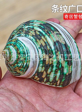 2025新款绿螺条纹天然海螺贝壳装饰家居摆件广口创意寄居蟹
