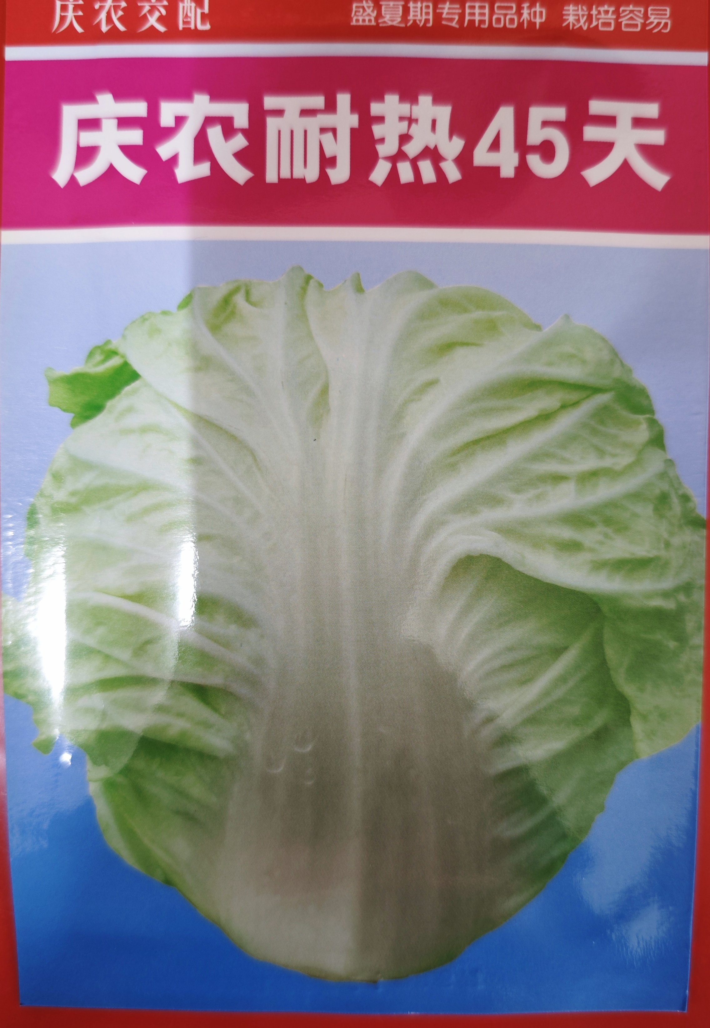 中厦庆农耐热45/50天白菜种子夏季白菜耐湿耐热结球白菜种籽