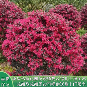 花镜植物红花继木苗别墅庭院绿化植物四季常青灌木盆景红叶球型树