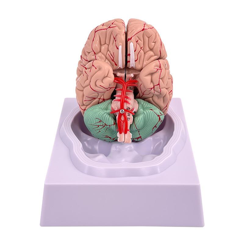 脑模型脑功能区域色分模型人体大脑解剖模型人脑动脉构造脑神经