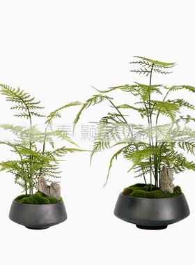 新中式花艺仿真绿植盆景样板房客厅售楼处玄关植物文竹盆栽摆件