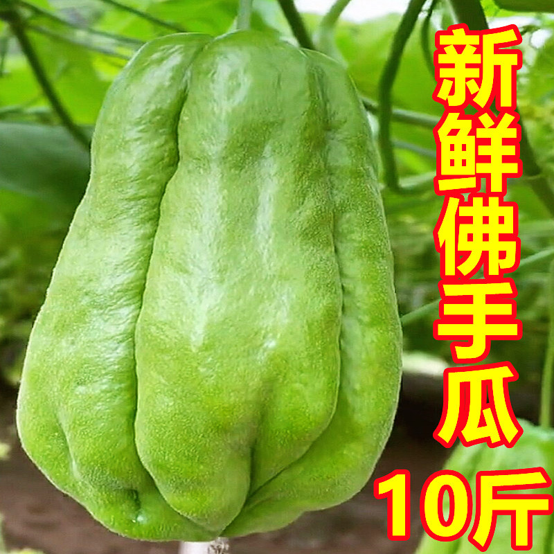 云南新鲜现摘佛手瓜10斤蔬菜扶手瓜拂手瓜洋瓜福寿瓜佛首瓜福手瓜