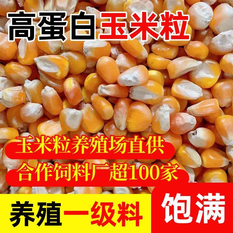 26年新粮养殖鸽子食粮养鸡100斤