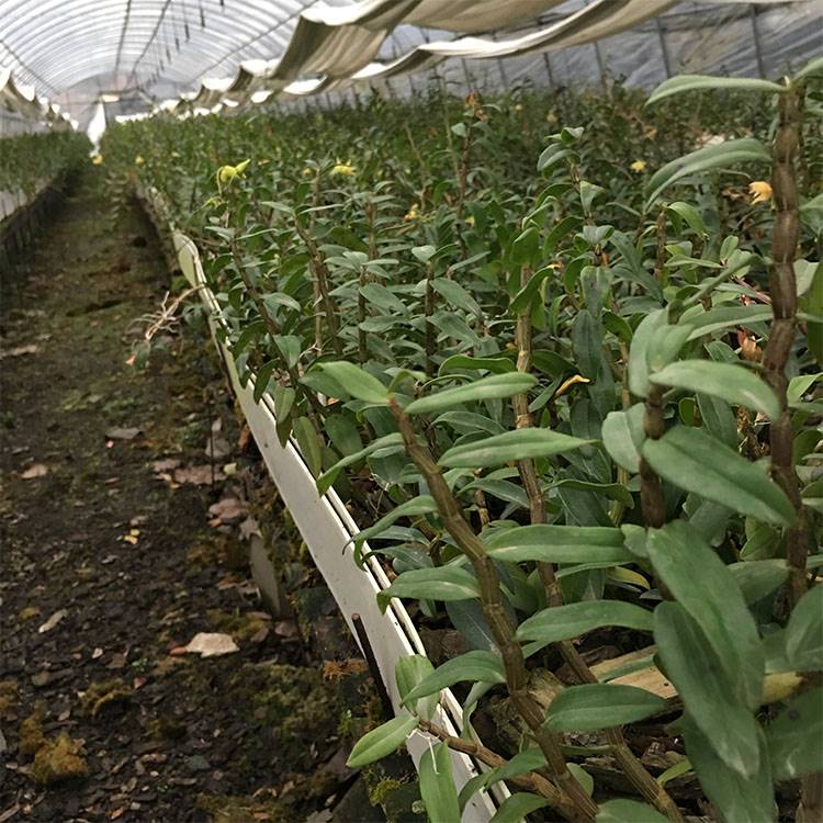 雁荡山铁皮石斛苗1斤室内绿植种植石斛苗 清仓办公桌盆景可食用