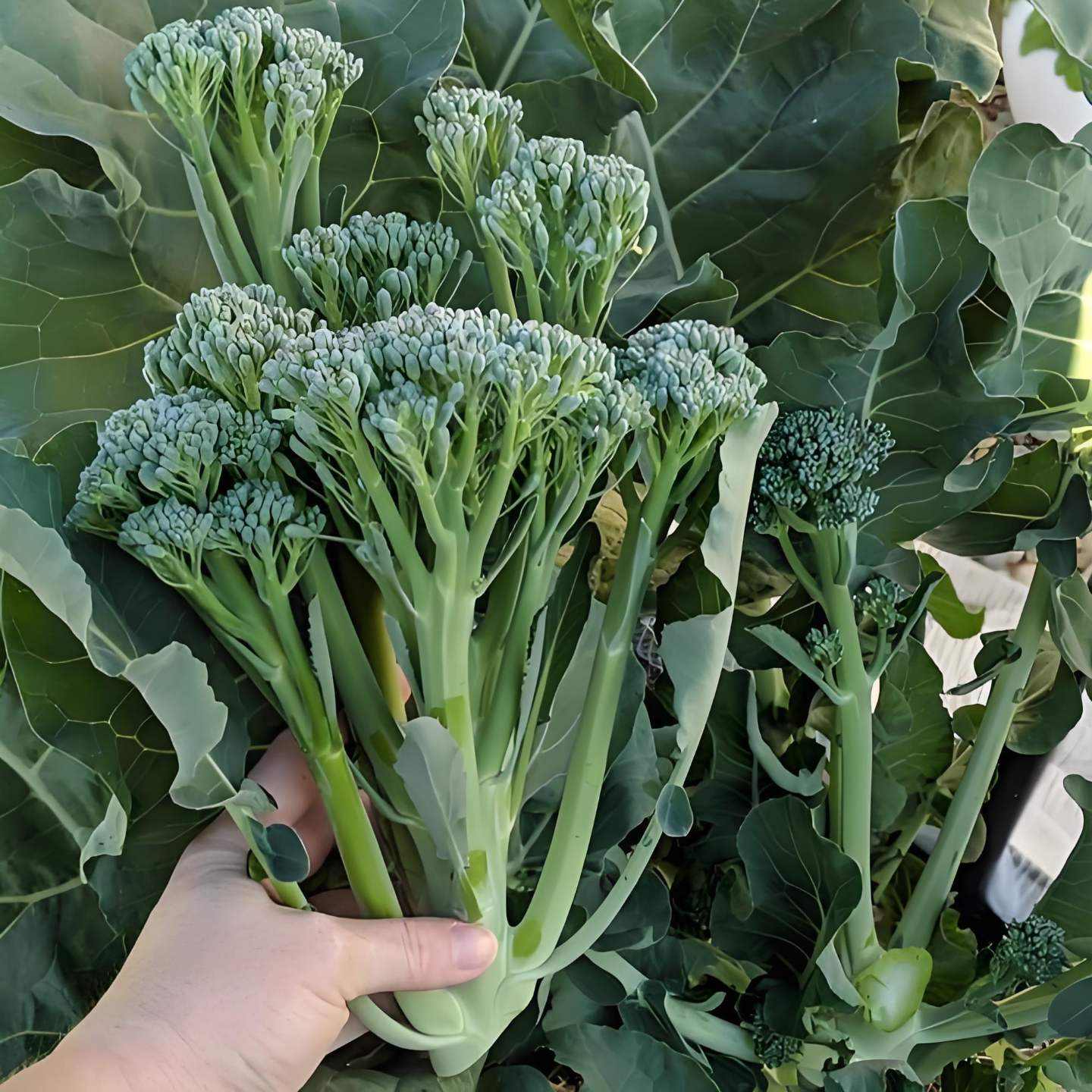 西兰苔种子西洋芥兰种籽